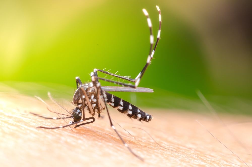 allerta dengue clima tropicale
