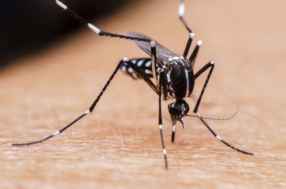 zanzara malaria cambiamenti climatici