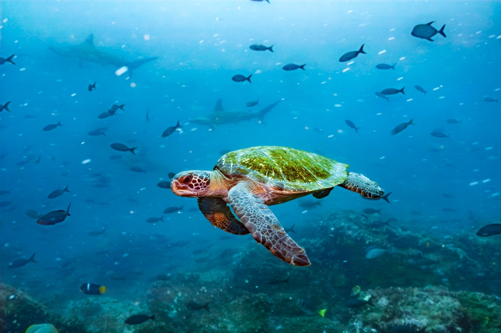 tartarughe ecosistema marino