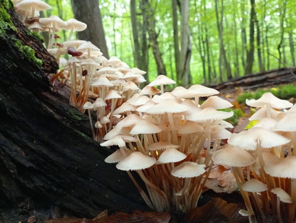 funghi aria biodiversità