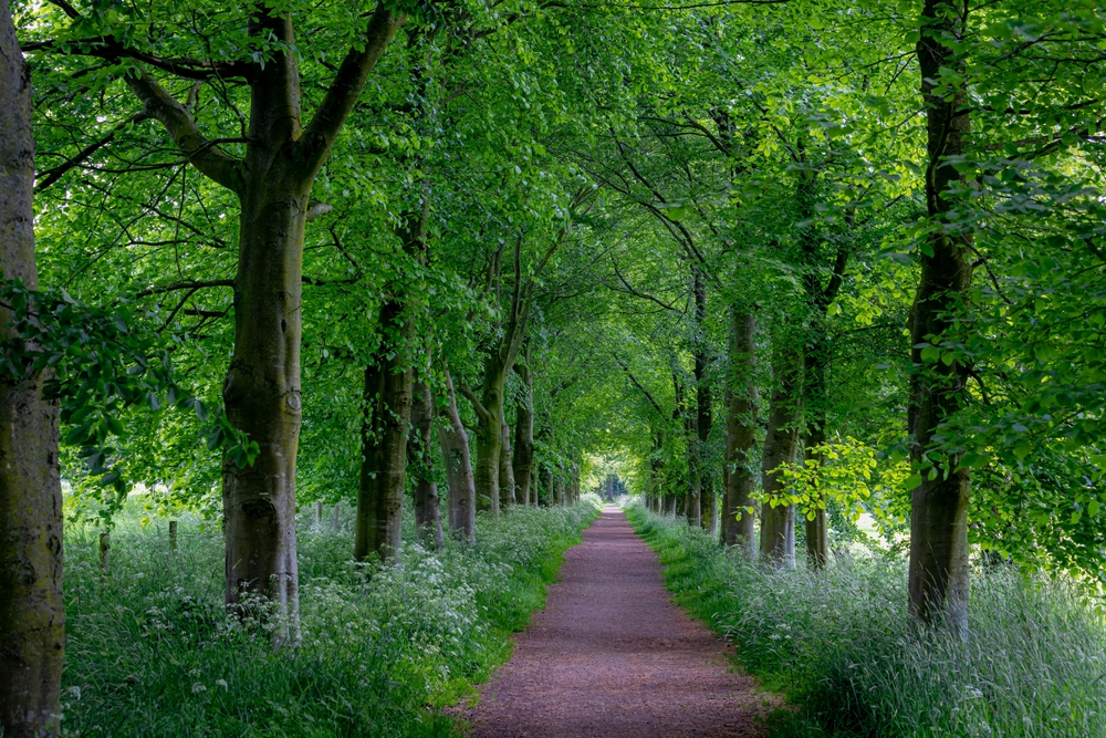 alberi cambiamento climatico