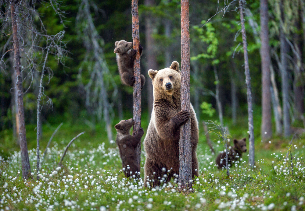 film orso uomo