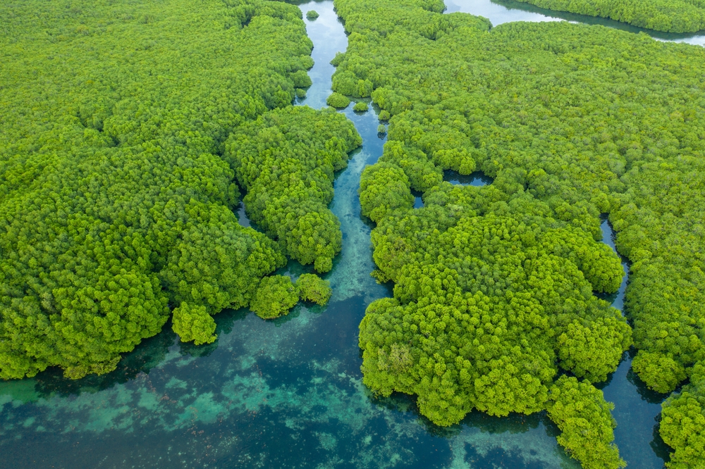 foresta amazzonica