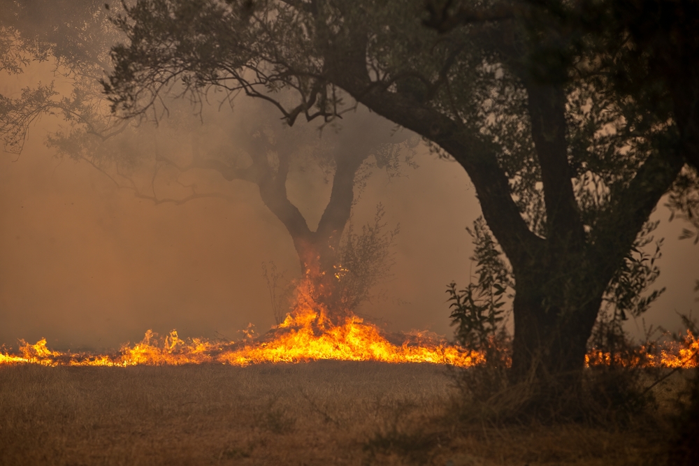 incendi boschivi terrorismo