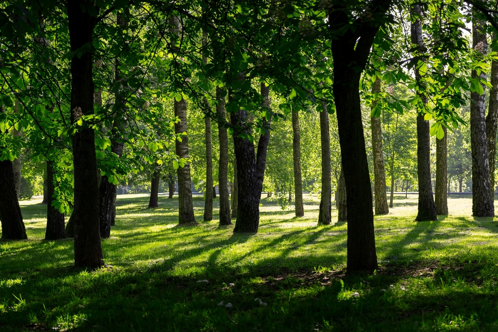 alberi atmosfera metano