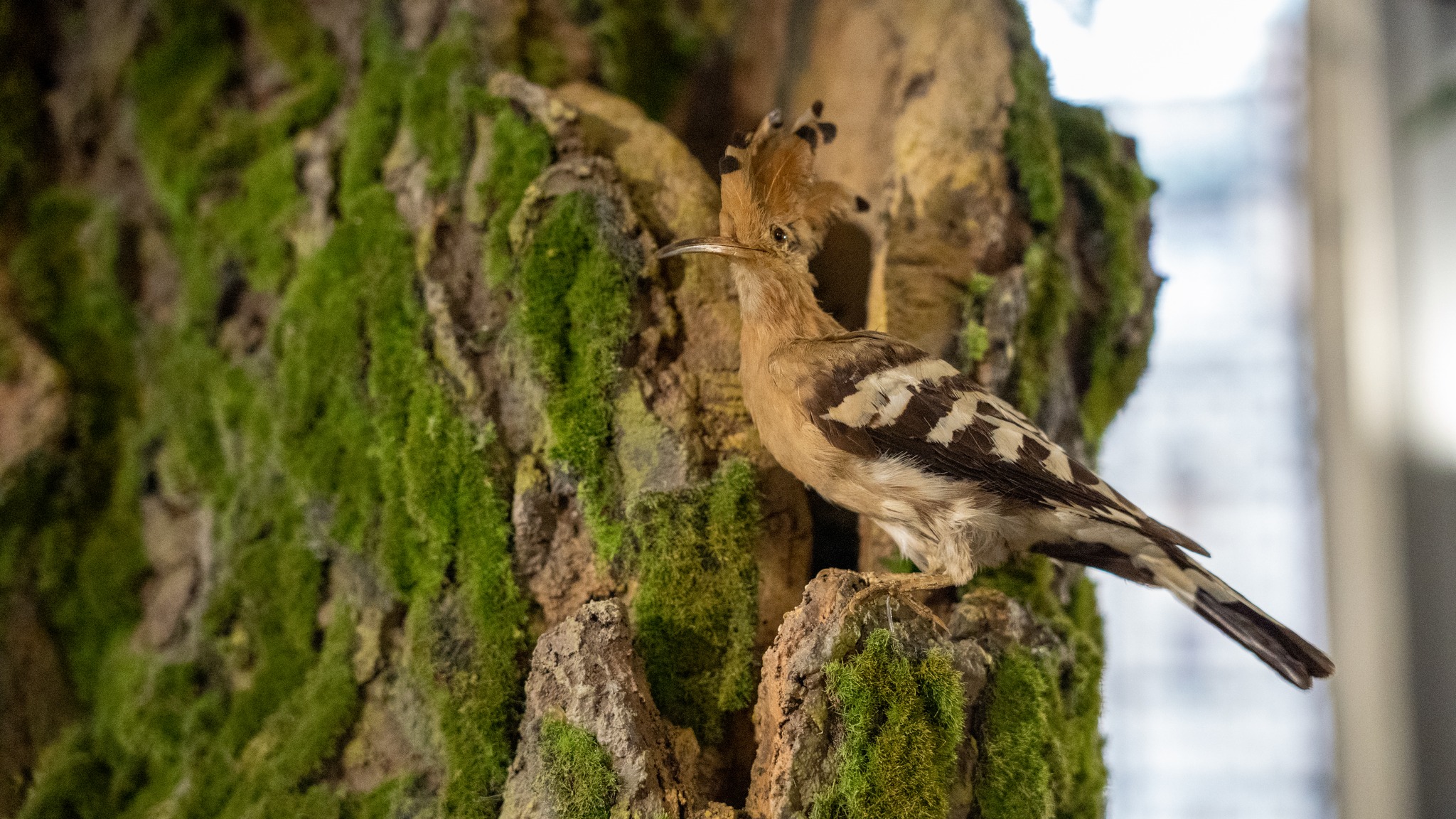 albero biodiversità