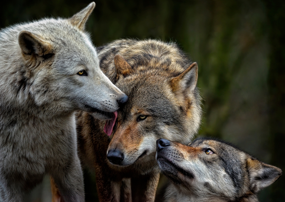 Giornata Mondiale Animali