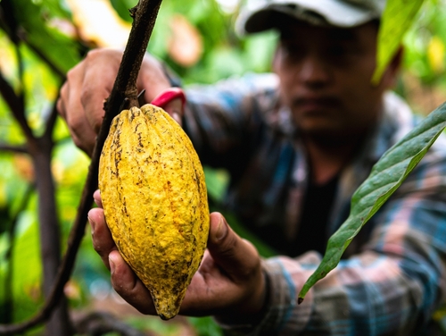 crisi climatica cacao