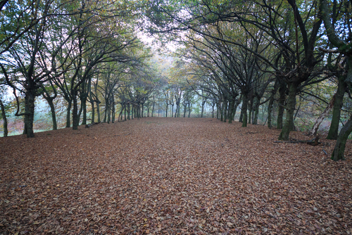 Giornata degli Alberi